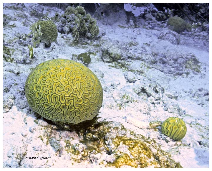 Grooved Brain Coral