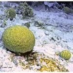 Grooved Brain Coral