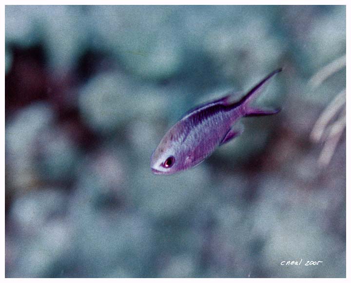 Blue Chromis