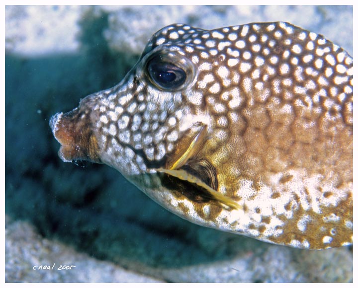 Smooth Trunkfish