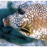 Smooth Trunkfish