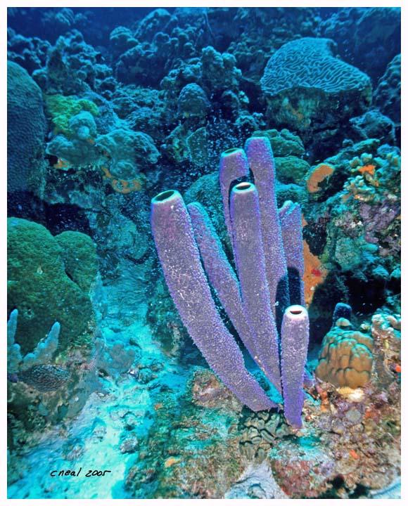 Purple Pipe Sponge