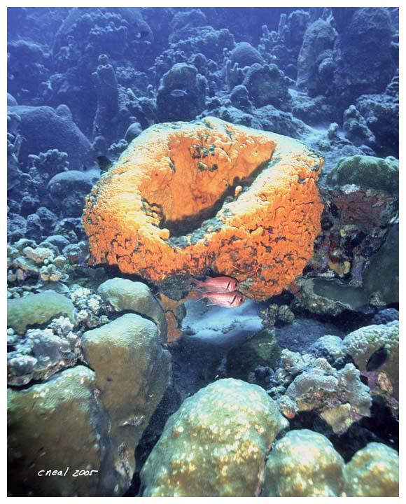 Leathery Barrel Sponge