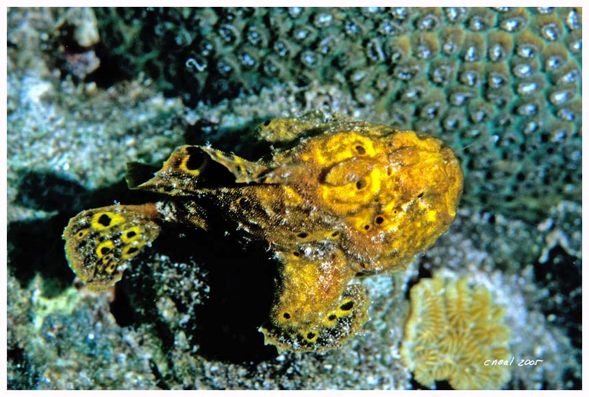 Longlure Frogfish