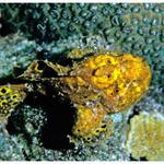 Longlure Frogfish