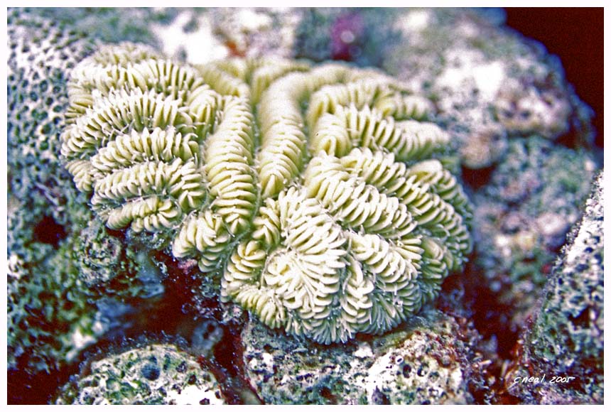 Maze Coral