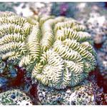 Maze Coral