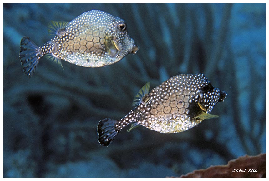 Smooth Trunkfish Pair