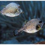 Smooth Trunkfish Pair