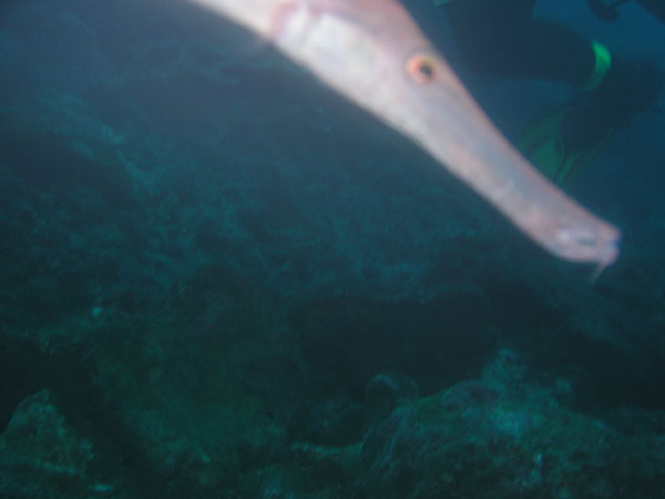 Ricky trumpetfish and PP leg.jpg