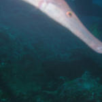 Ricky trumpetfish and PP leg.jpg