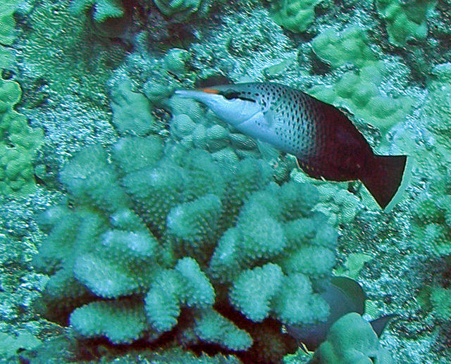 konabirdwrasse