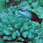 konabirdwrasse