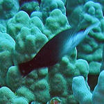 konabirdwrasse1