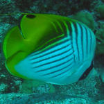 konabutterflyfish1