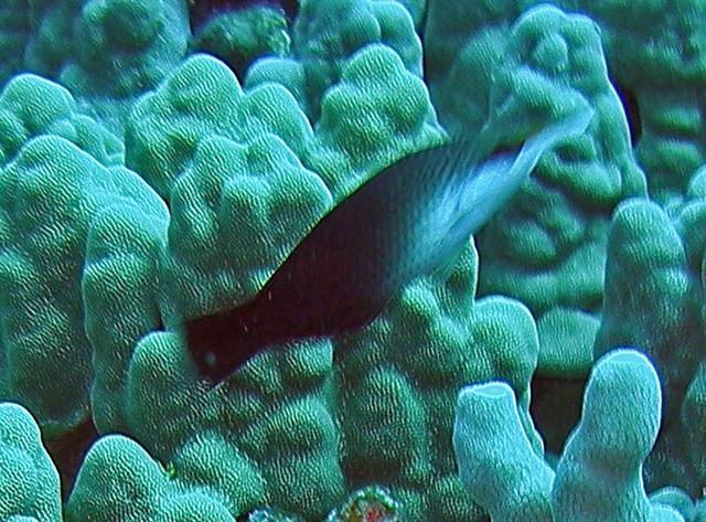 konabirdwrasse1