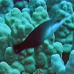 konabirdwrasse1