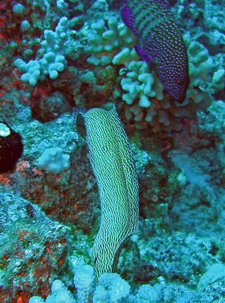 konaeelandpeacockgrouper