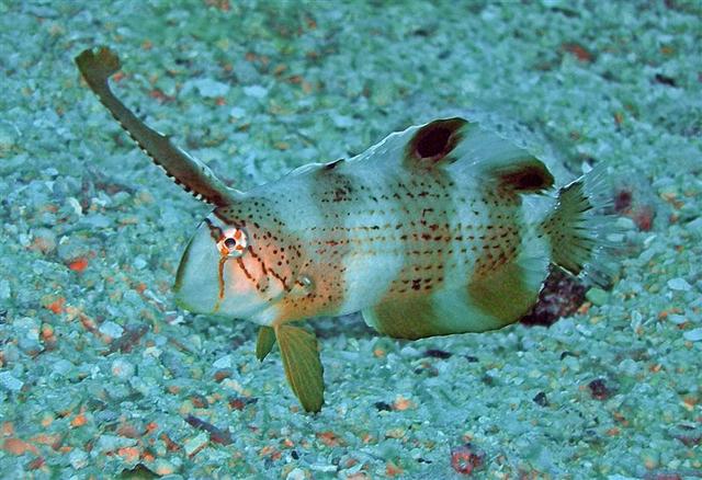 konajuvirazorfish