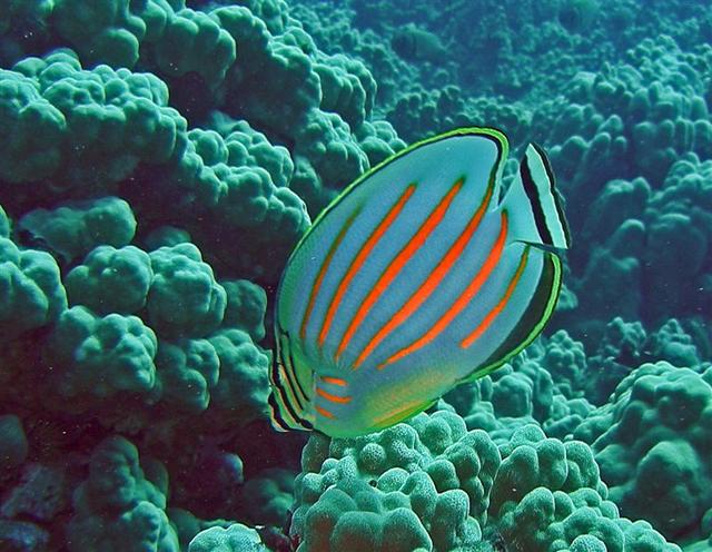 konaornatebutterflyfish