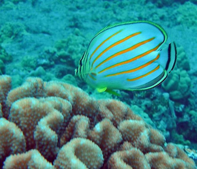 konaornatebutterflyfish1