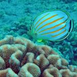 konaornatebutterflyfish1