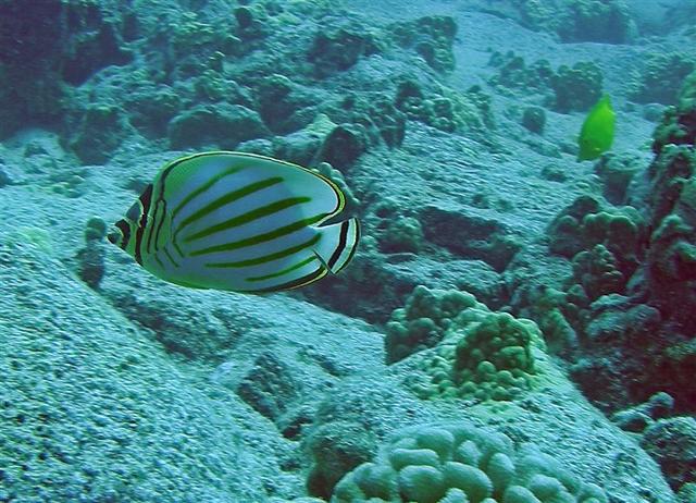 konaornatebutterflyfish2