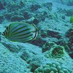 konaornatebutterflyfish2