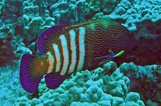 konapeacockgrouper2cleanerwrasse