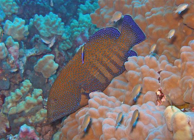 konapecockgroupercleanerwrasse