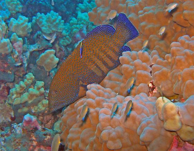 konapecockgroupercleanerwrasse1