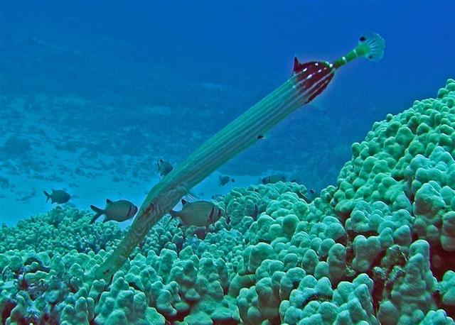 konattrumpetfish