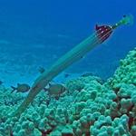 konattrumpetfish