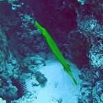 konayellowtrumpetfish