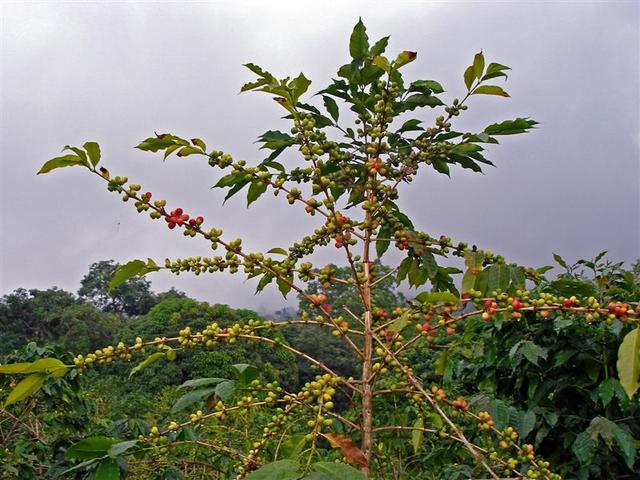 konacoffeplant