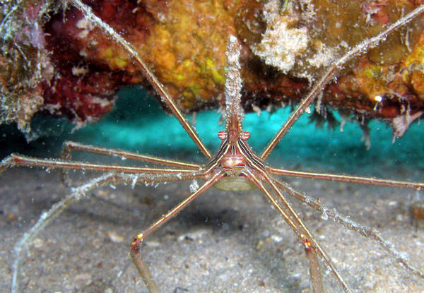 Arrow Crab