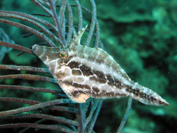 Slender Filefish