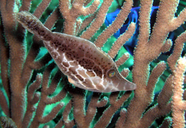 Slender Filefish 2