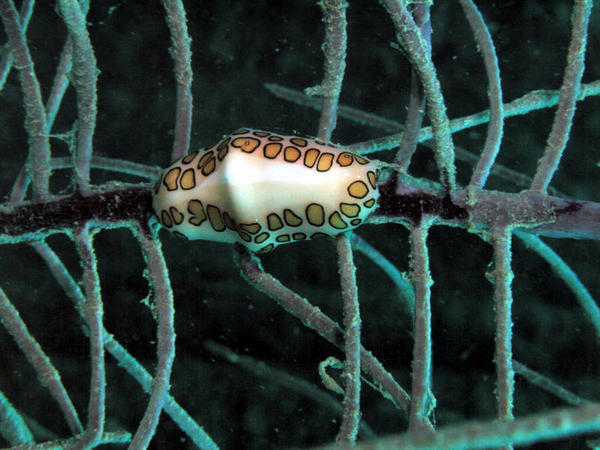 Flamingo Tongue