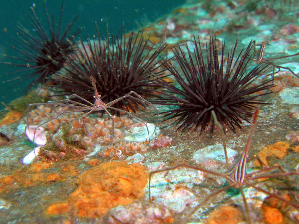 Arrow Crab and Sea Urchins on deck