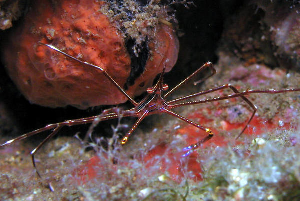 Arrow Crab WA zoom