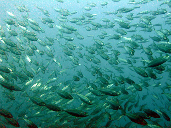 Bait fish...Tomtate Juveniles