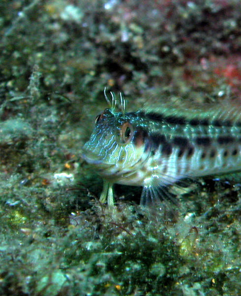 Seaweed Blenny