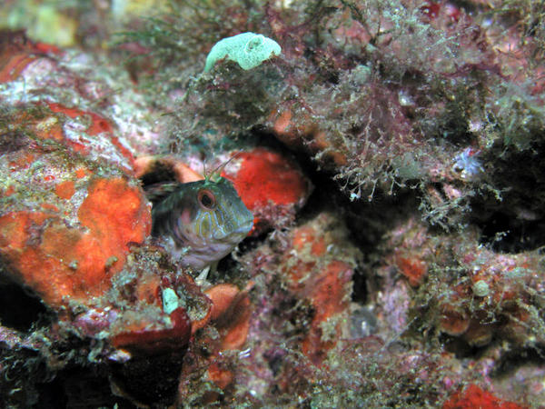 Seaweed Blenny