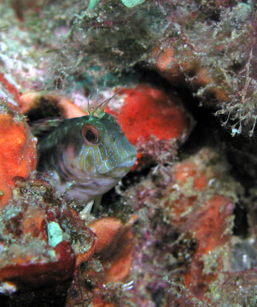 Seaweed Blenny WA zoom