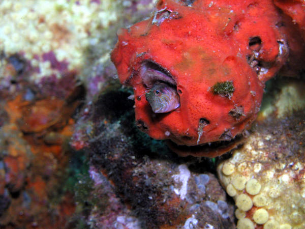 Seaweed Blenny wide