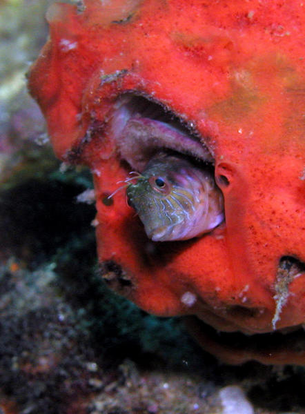 Seaweed Blenny WA zoom