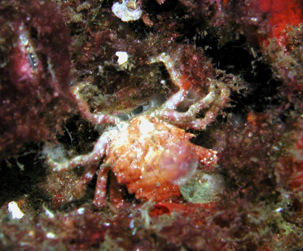 Unidentified crab with small anemone attached. Found out later it was dead.