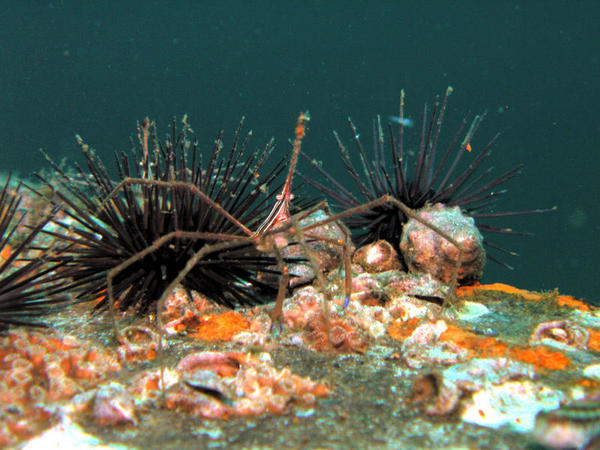 Arrow crab, urchins and blenny