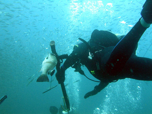 Fugu and his supper